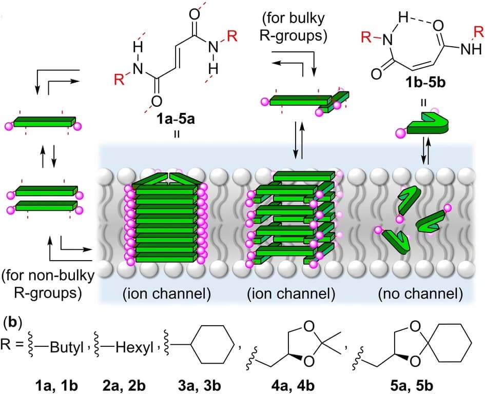 Open access visualization of Illustration, Workflow, Lipid Bilayer, Self-Assembly