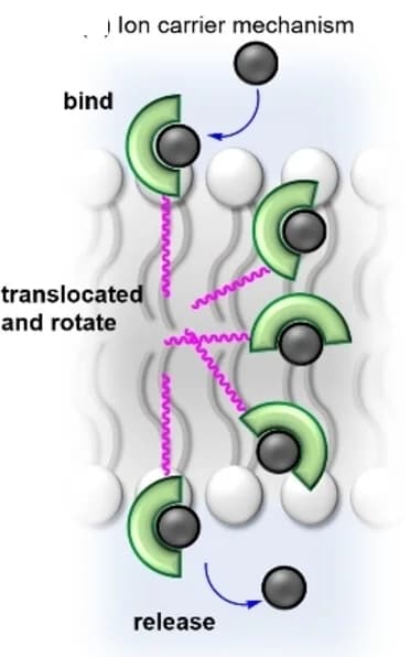 Open access visualization of Workflow, Illustration, Ion Transport, Carrier Mechanism