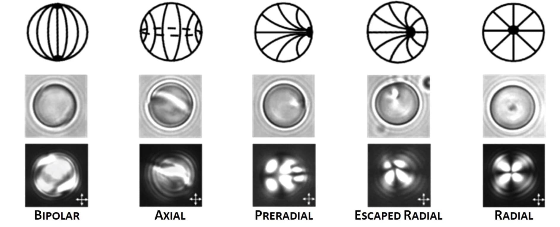 Open access visualization of Microscopy, Illustration, LC Configurations, Nematic LC Droplets, Bright Field Microscopy