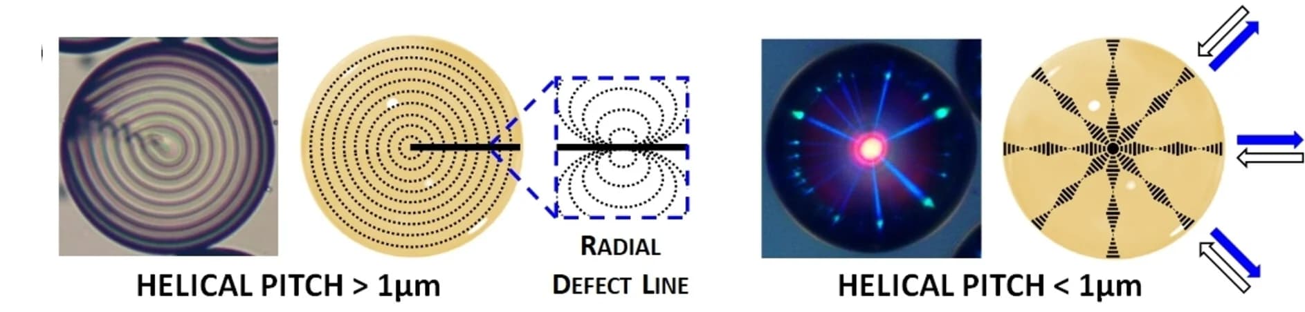 Open access visualization of Microscopy, Illustration, Cholesteric LC Droplets, Radial Helical Organization, Mesogens