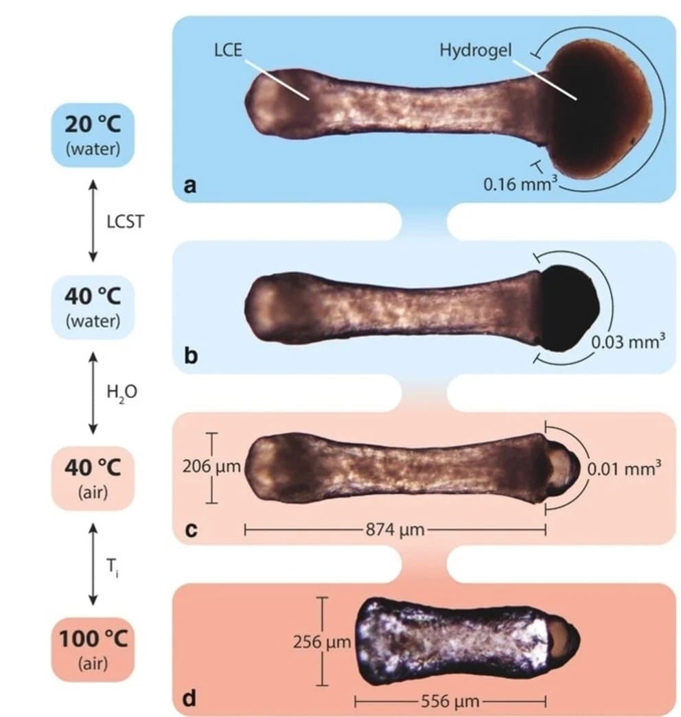 Open access visualization of Microscopy, Dual-responsive Janus Particles, LCE, Hydrogel Compartments, Shape Changes