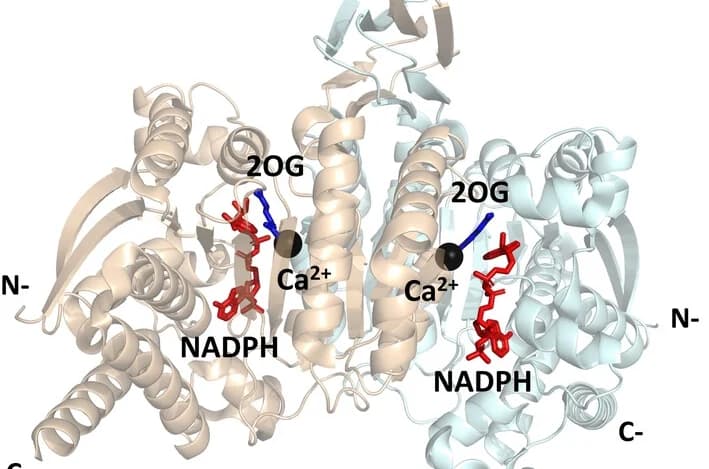 Open access visualization of Protein Structure, Crystal Structures, IDH1 R132H, Closed Conformation, 2OG