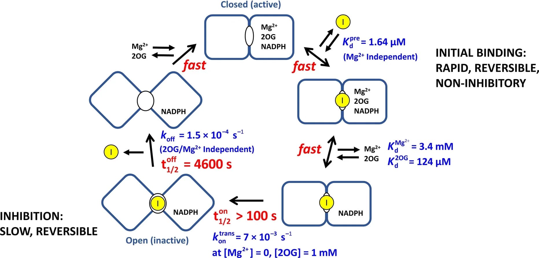 Open access visualization of Workflow, Flowchart, IDH1 R132H, Ivosidenib, Inhibition
