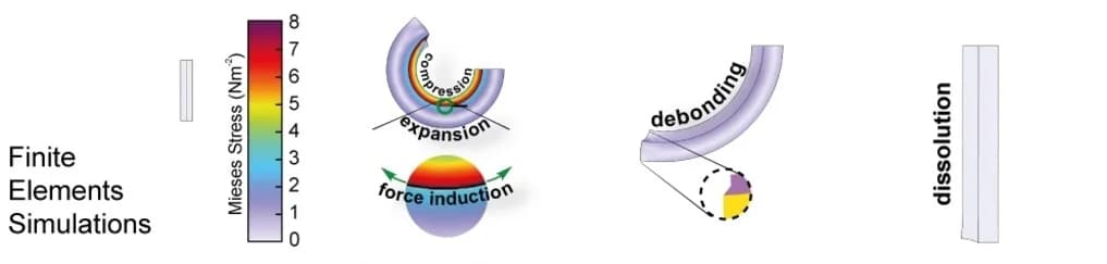 Open access visualization of Illustration, Workflow, Finite Element Simulations, Bilayer Bending, Unbending