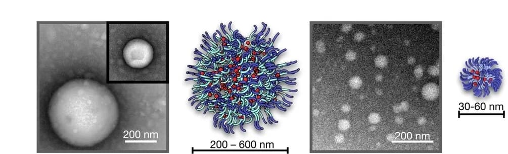 Open access visualization of Microscopy, Illustration, TEM, Static samples, AcF(RG)3D-OH