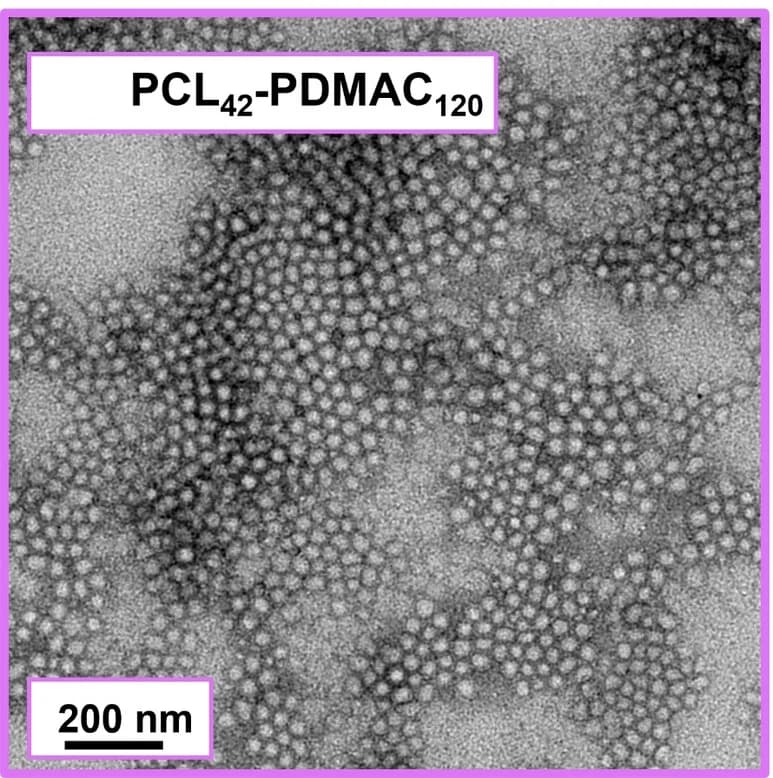 Open access visualization of Microscopy, TEM Images, Aqueous Dispersions, PCL42-PDMAC120 Nanoparticles, DLS particle size distributions
