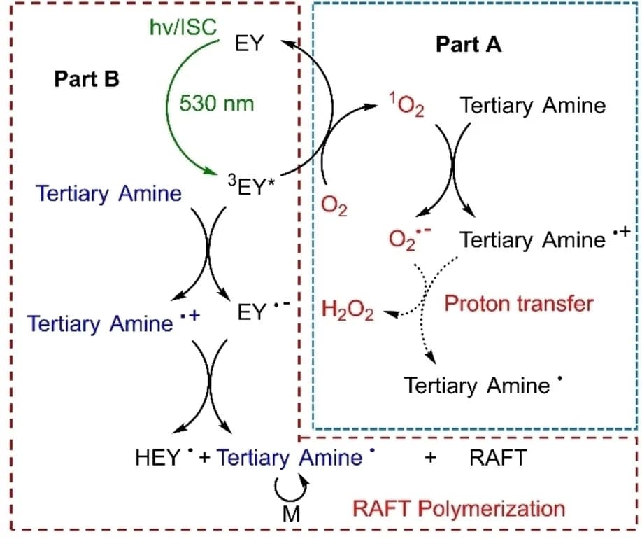 Open access visualization of Workflow, Flowchart, Illustration, Photo-RAFT Polymerization, Reactive Oxygen Species