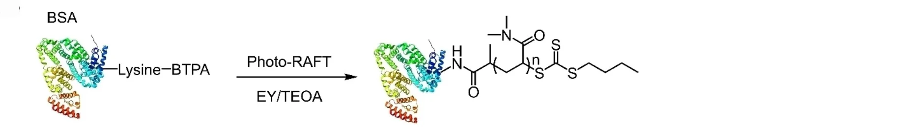 Open access visualization of Workflow, Chemical Structure, RAFT Polymerization, Protein-Polymer Conjugate