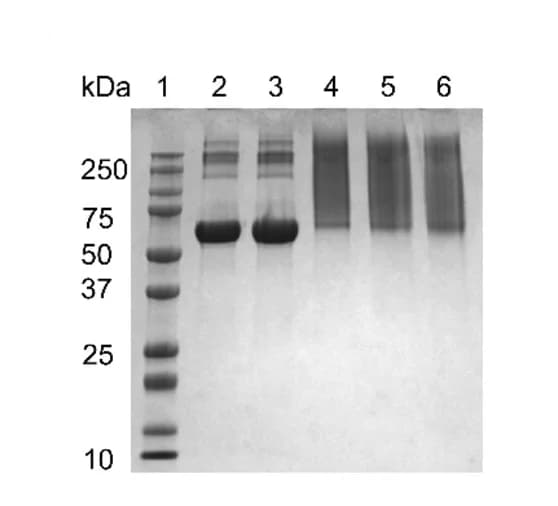 Open access visualization of Gel, PAGE Analysis, BSA-PDMA Conjugates, Native BSA, BSA-BTPA