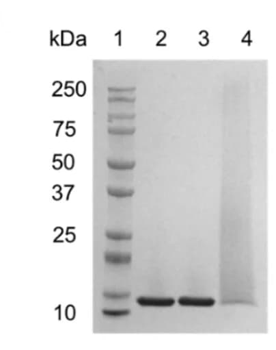 Open access visualization of Gel, Gel Electrophoresis, LYS-PDMAEA, Native LYS, LYS-BTPA