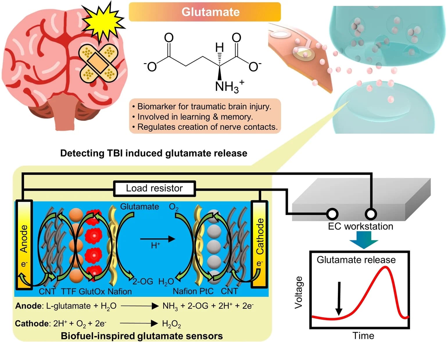 Open access visualization of Illustration, Workflow, Line Plot, Glutamate, Synaptic Transmission