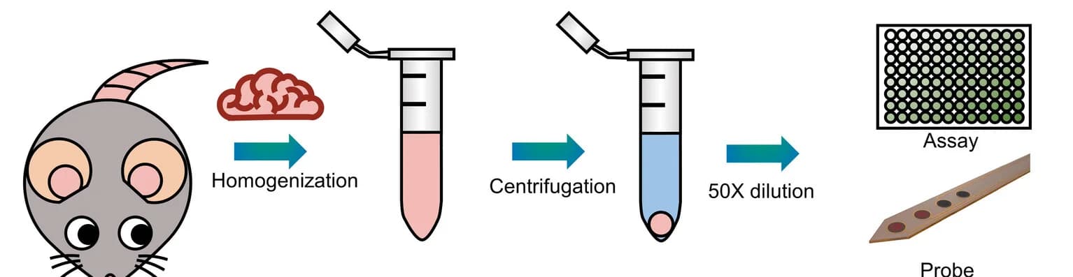 Open access visualization of Workflow, Illustration, Brain Homogenate, Glutamate Assay, Microfabricated Probe