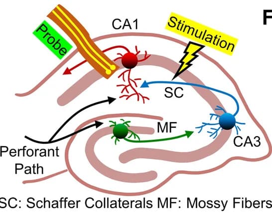 Open access visualization of Illustration, Workflow, Hippocampal Circuit, Mice, Schematic Illustration