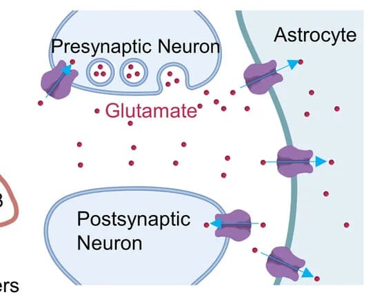 Open access visualization of Illustration, Workflow, Schematic Illustration, Glutamate Release, Glutamate Uptake