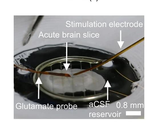 Open access visualization of Photo, Experimental Setup, Ex Vivo Study, Glutamate Probe, Stimulation Electrode