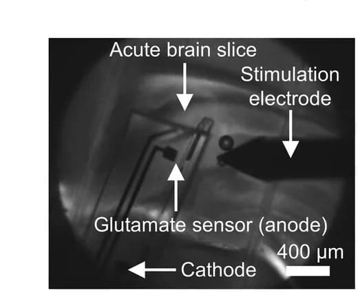 Open access visualization of Microscopy, Glutamate Probe, Stimulation Electrode, Brain Slice, Microscopic Image