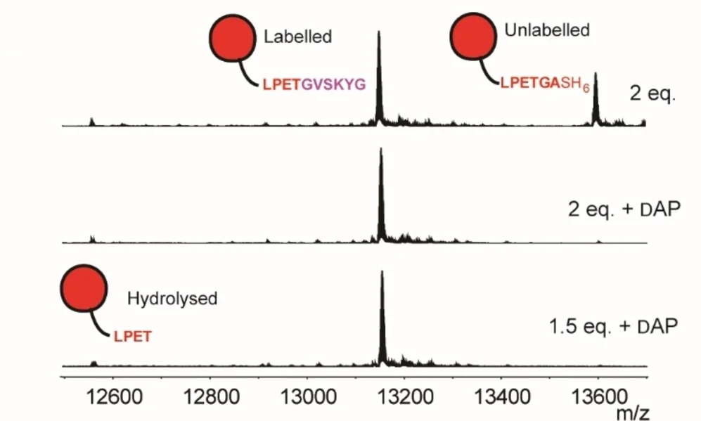 Open access visualization of Line Plot, Density Plot, MS Analysis, C-Terminal Labelling, CTB