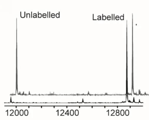 Open access visualization of Line Plot, N-Terminal Labelling, GVG-CTB, Srt7M, Fluorescent Peptide