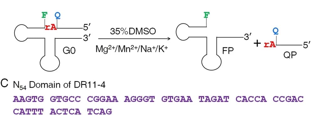 Open access visualization of Illustration, Chemical Structure, Cleavage reaction, Selection buffer, HEPES