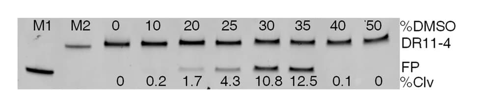 Open access visualization of Gel, DMSO-dependence, DR11-4, Percent cleavage, Selection buffer