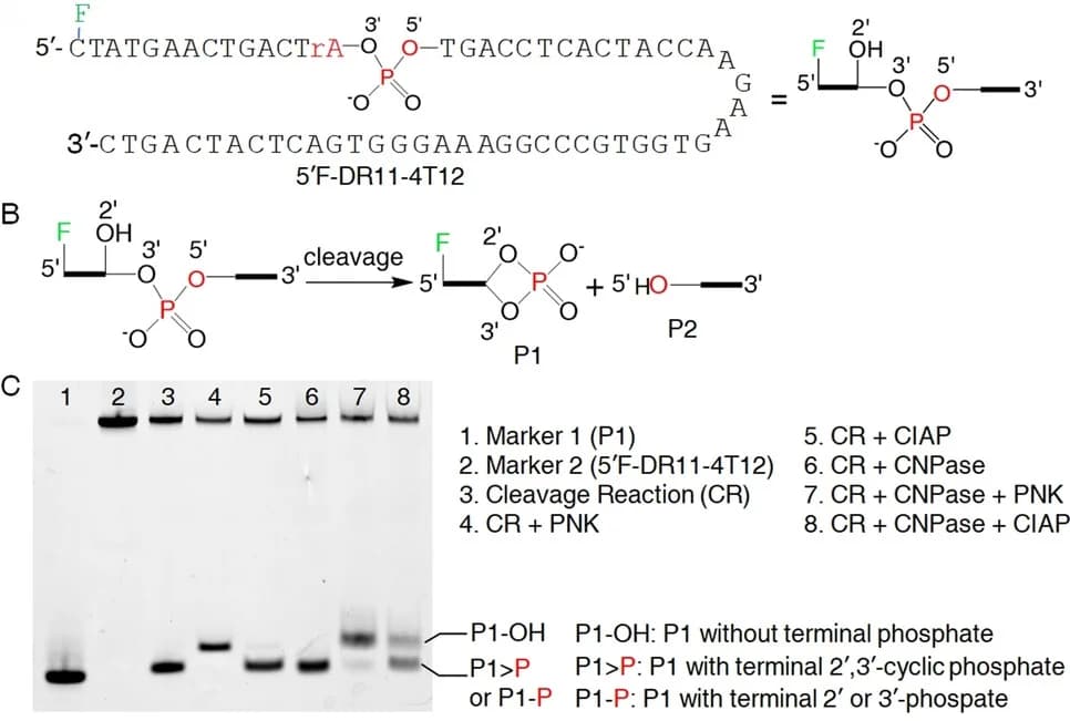 Open access visualization of Gel, Illustration, Chemical Structure, Sequence, DNAzyme