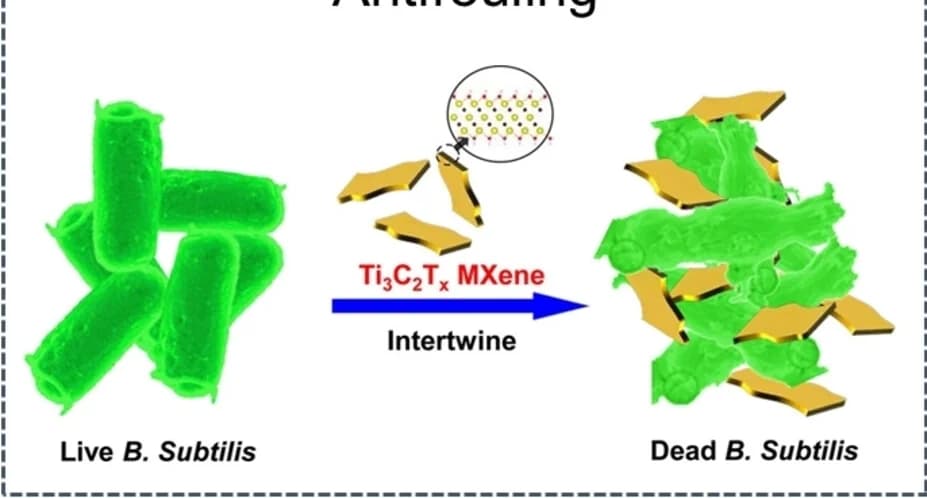 Open access visualization of Workflow, Illustration, Antibacterial Ability, MXene, B. Subtilis