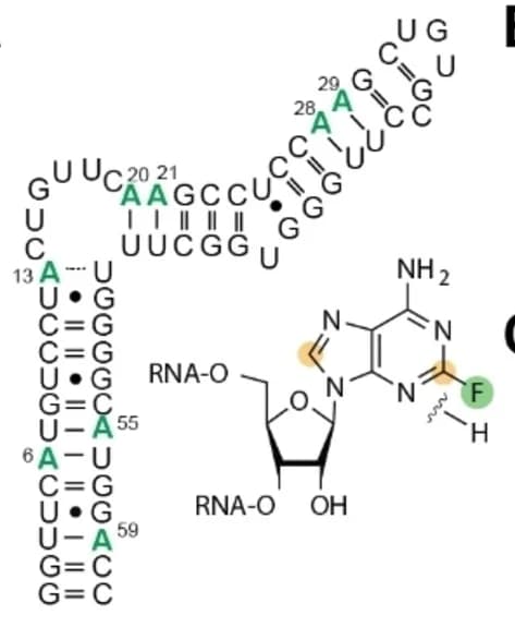 Open access visualization of Chemical Structure, Illustration, hHBV ϵ RNA, Adenosines, Secondary Structure