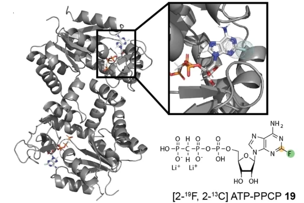 Open access visualization of Protein Structure, Chemical Structure, X-Ray Structure, Nucleoside Monophosphate Kinase, ATP Binding Pocket