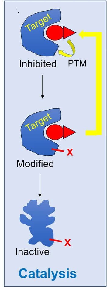 Open access visualization of Workflow, Illustration, Catalytic Inhibitors, Reversible Ligand, Warhead