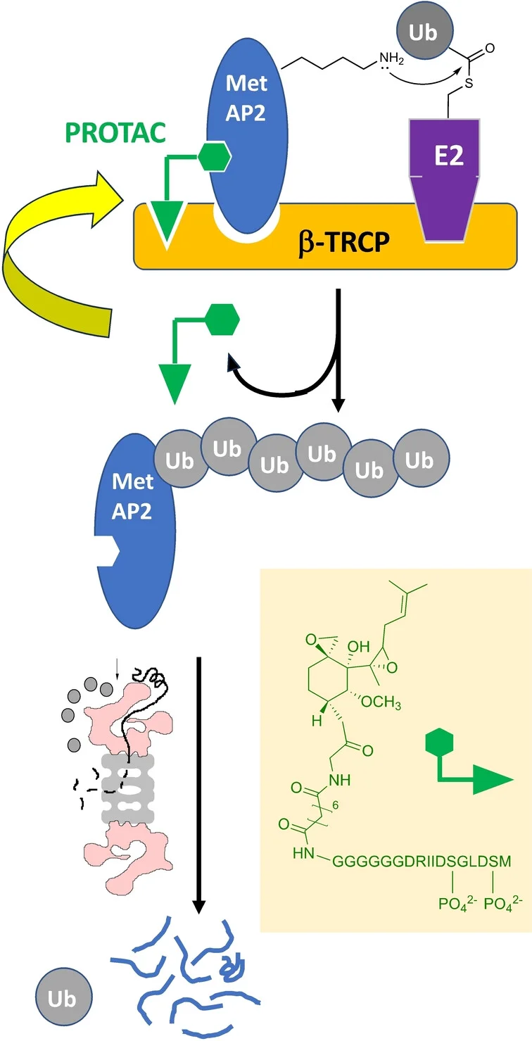 Open access visualization of Workflow, Illustration, Chemical Structure, PROTAC, Chemical Dimerizer