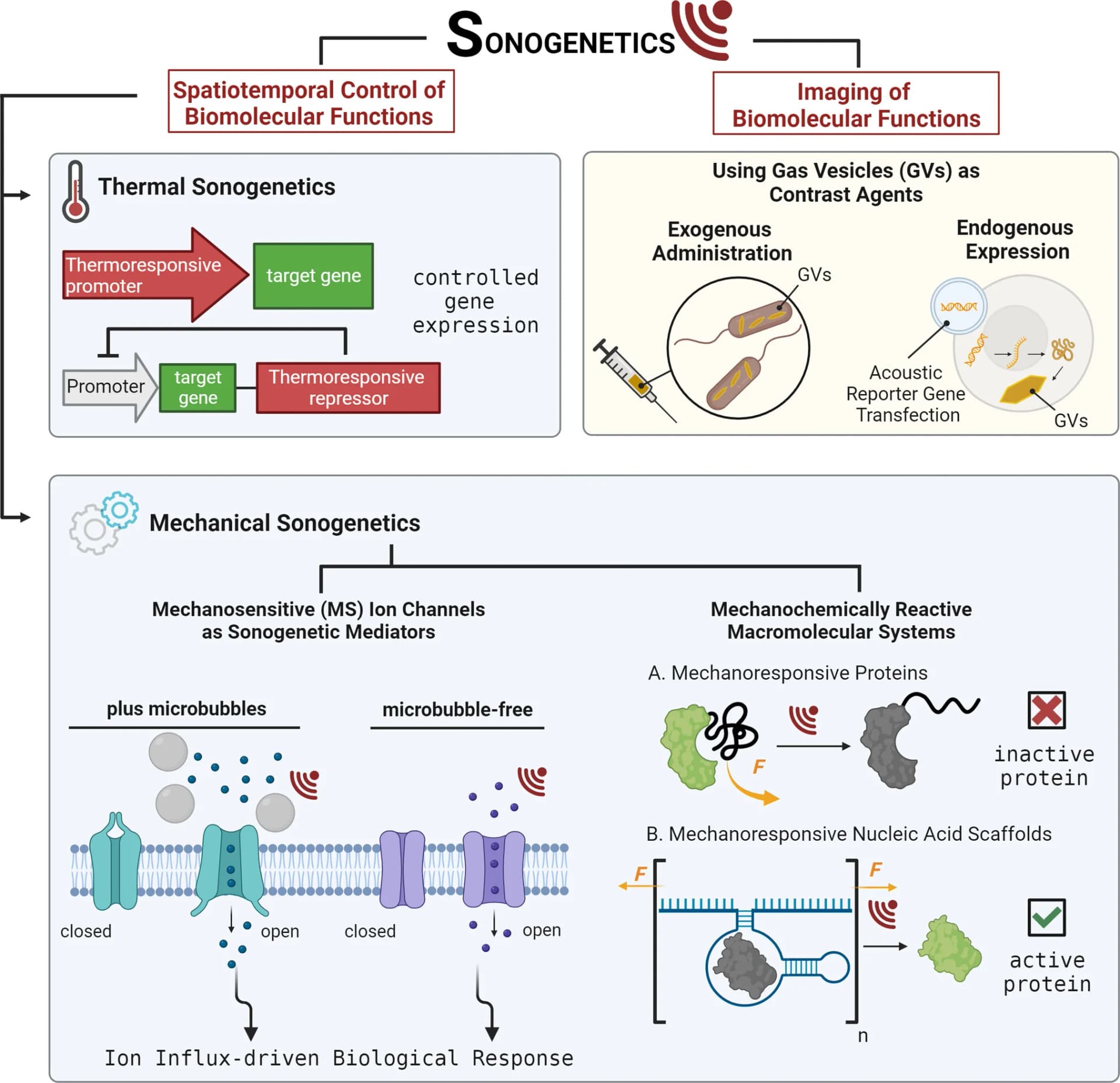 Open access visualization of Workflow, Flowchart, Illustration, Sonogenetics, Sonogenetic Tools