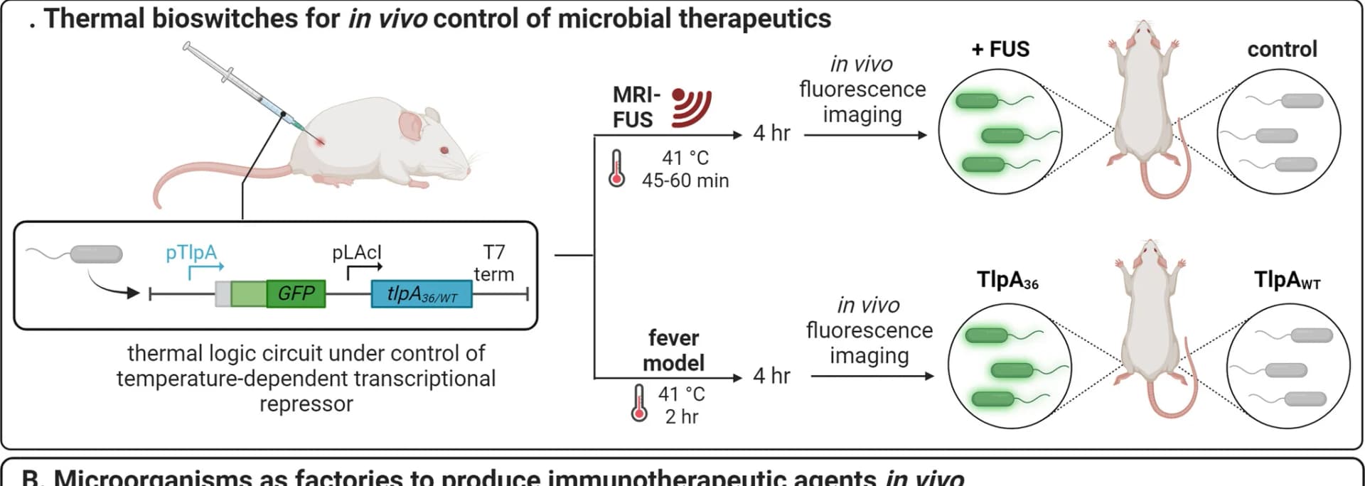 Open access visualization of Workflow, Illustration, Microbial Therapeutic, Temperature-Dependent Transcriptional Repressors, Bacterial Gene Expression