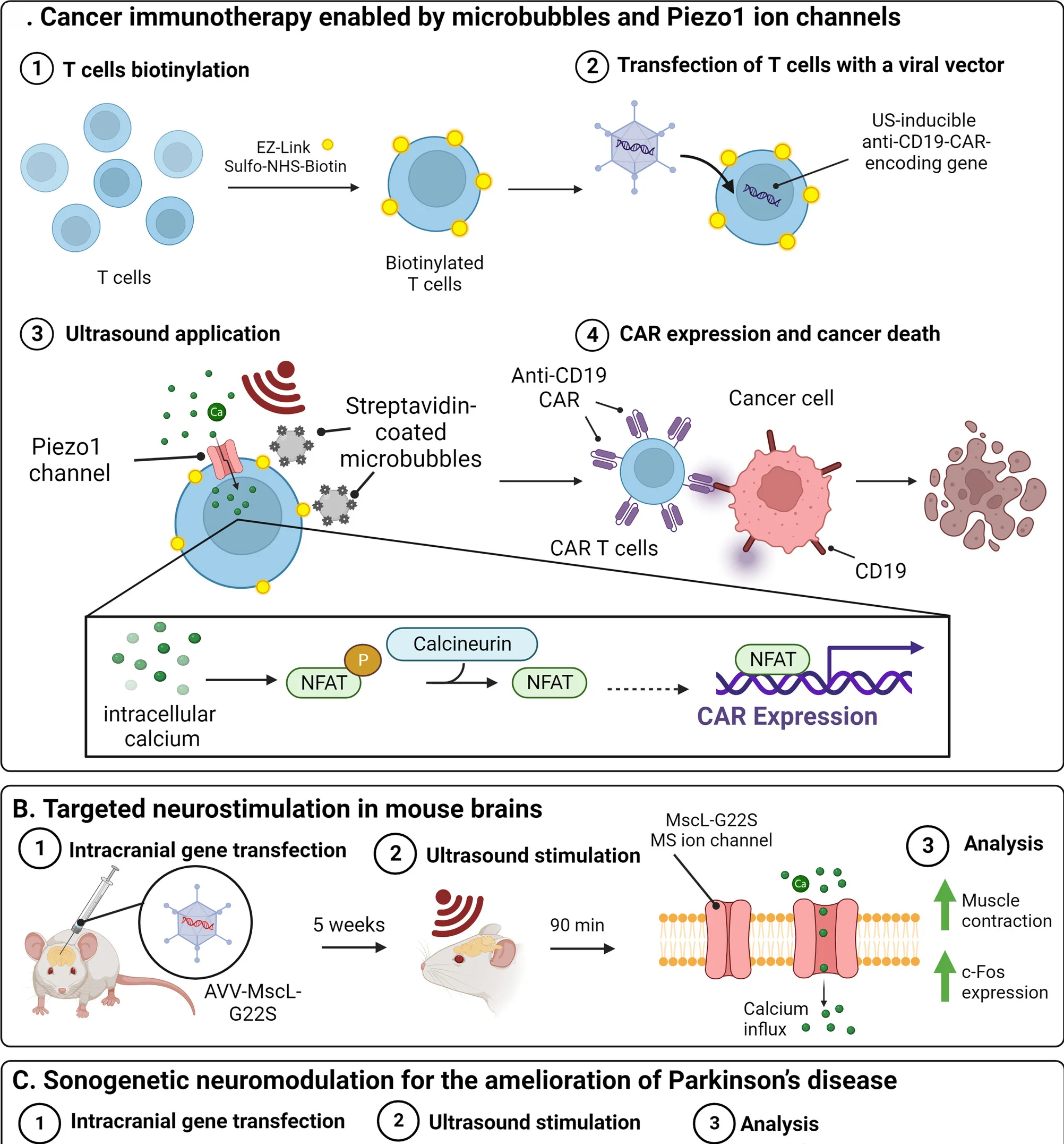 Open access visualization of Workflow, Illustration, Microbubbles, Ultrasound, Piezo1 Ion Channels