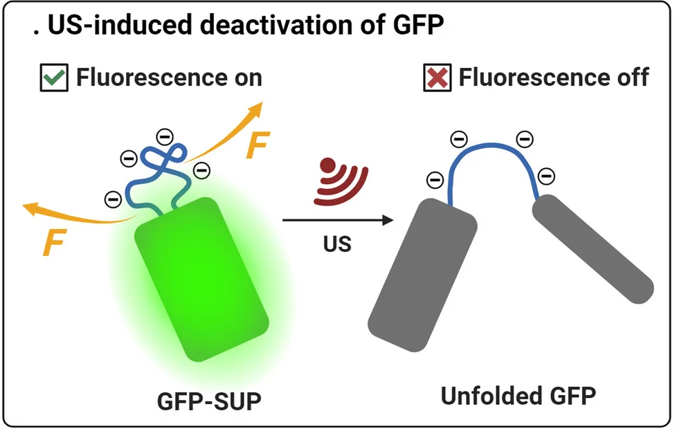 Open access visualization of Illustration, Workflow, Ultrasound, Green Fluorescent Protein, Elastin-Like Polypeptide