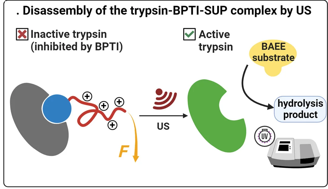 Open access visualization of Workflow, Illustration, Ultrasound, Trypsin, Bovine Pancreatic Trypsin Inhibitor
