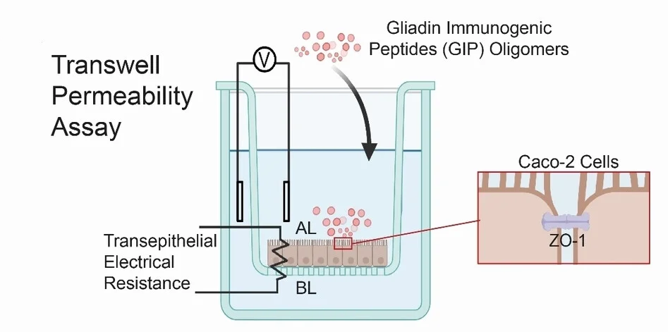 Open access visualization of Workflow, Illustration, Transwell Permeability Assay, Caco-2 Cells, Porous Membrane