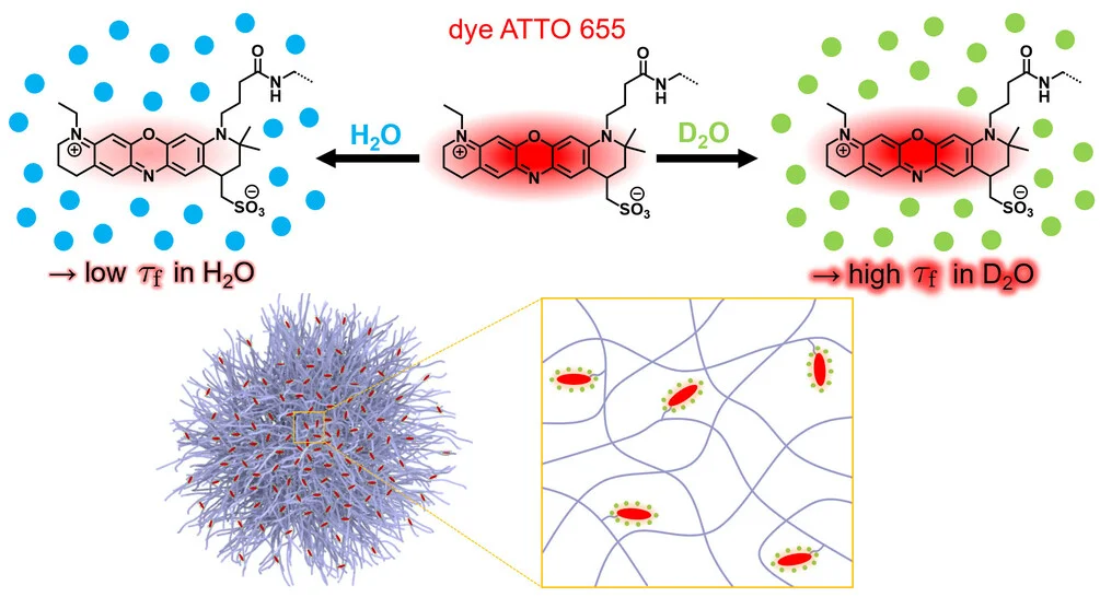 Open access visualization of Chemical Structure, Illustration, Fluorescence Quenching, ATTO 655 Dye, H2O