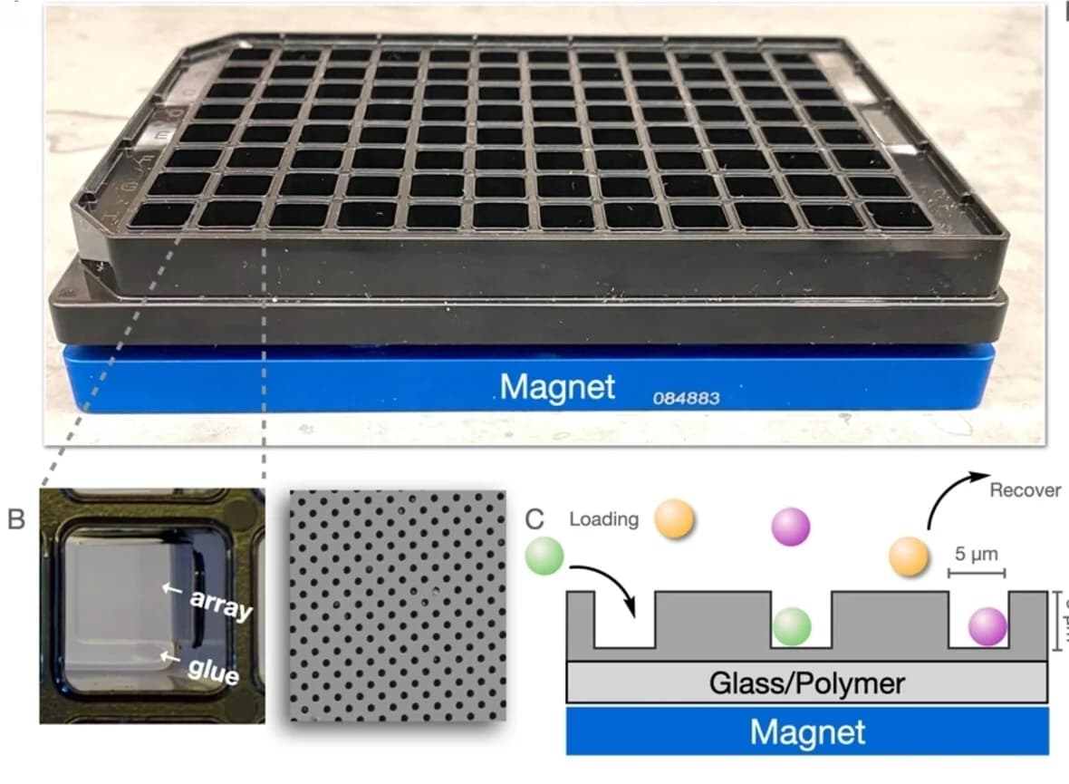 Open access visualization of Illustration, Microscopy, Photo, 96-Well Plate, Magnet