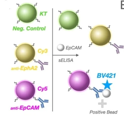 Open access visualization of Workflow, Illustration, Beads, Proteins, EphA2