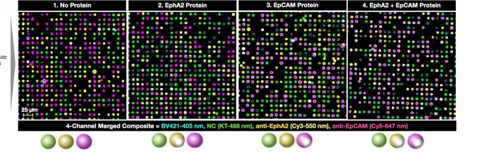 Open access visualization of Microscopy, sELISA, Beads, EphA2, EpCAM