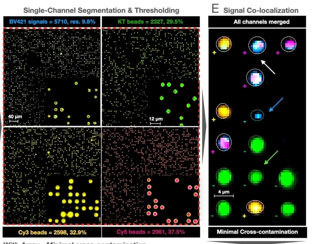 Open access visualization of Microscopy, Beads, Co-localization, Image Analysis