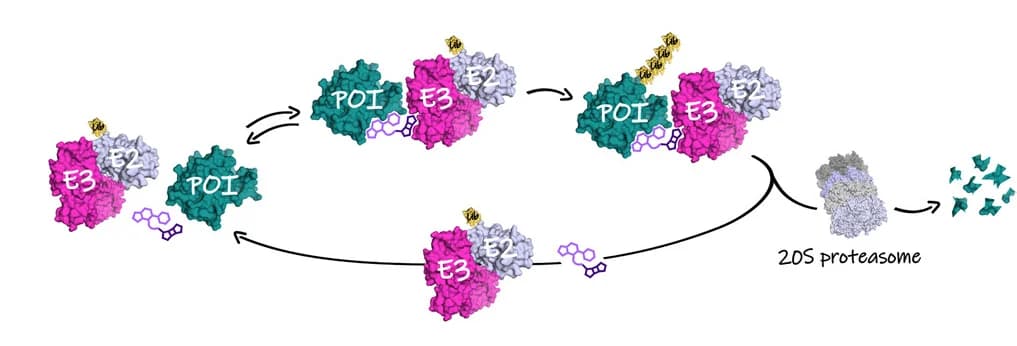 Open access visualization of Workflow, Illustration, PROTAC, E3 Ligase, Protein of Interest
