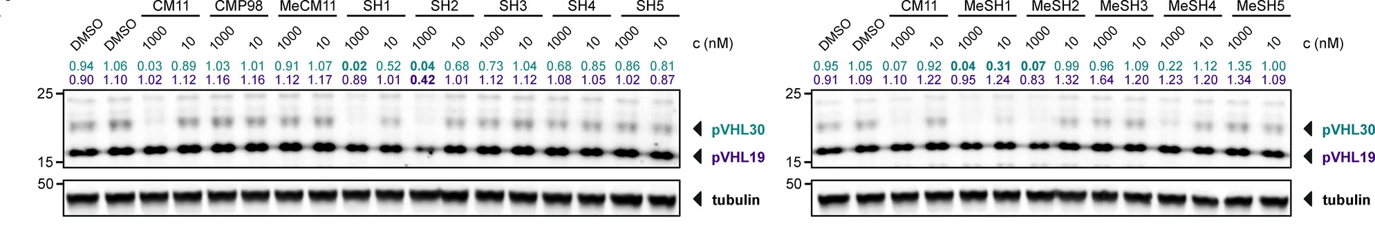 Open access visualization of Gel, Immunoblots, VHL Protein, HEK 293 Cells, DMSO