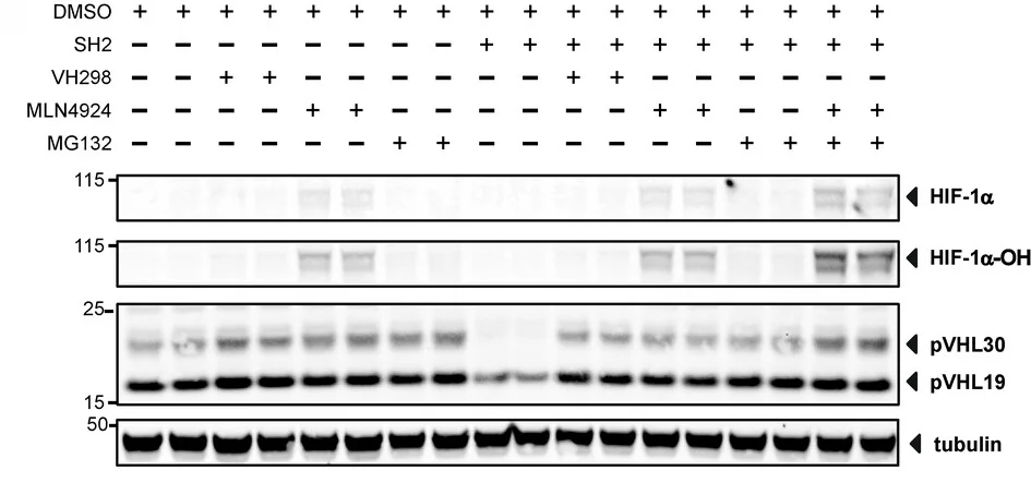 Open access visualization of Gel, Immunoblot, HEK 293 Cells, SH2, VHL Inhibitor