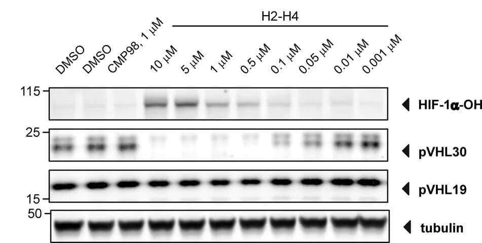 Open access visualization of Gel, Immunoblot, HEK 293 Cells, H2-H4, CMP98