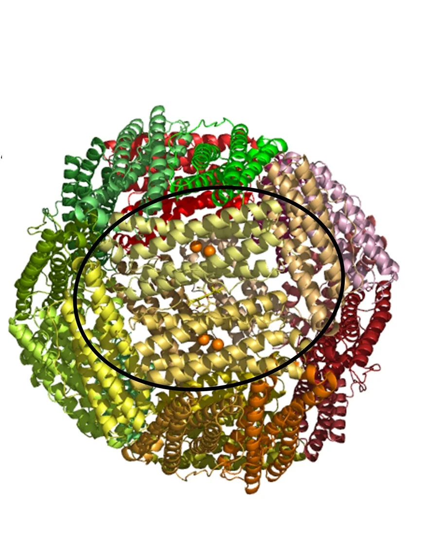 Open access visualization of Protein Structure, Bfr Monomers, Alpha-Helical Bundle, Cage, Subunits