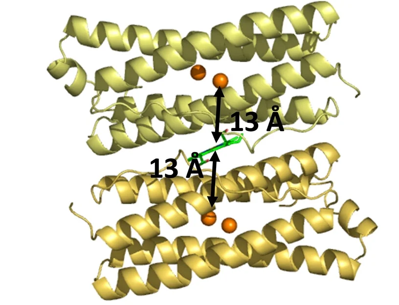 Open access visualization of Protein Structure, Bfr Subunit, Diiron Site, Ferroxidase Centre, Heme Site