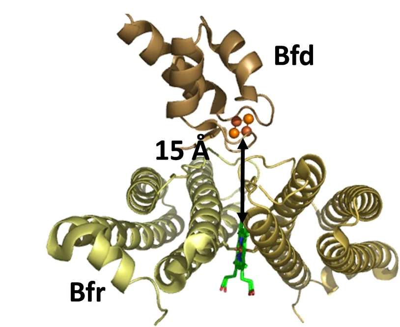 Open access visualization of Protein Structure, Bfd, Cage, Heme, Iron-Sulfur Cluster