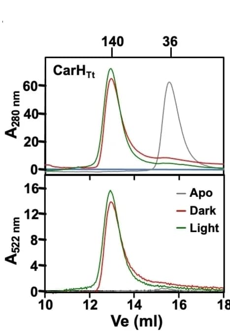 Open access visualization of Line Plot, SEC profiles, CarHTt, Apo Form, AdoRhbl