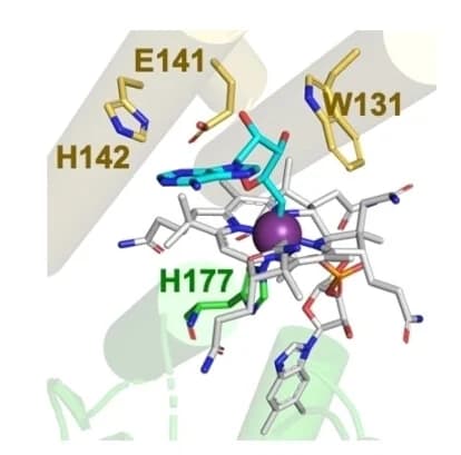 Open access visualization of Protein Structure, Chemical Structure, CarHTt Tetramer, AdoCbl Binding Pocket, Wx9EH Motif
